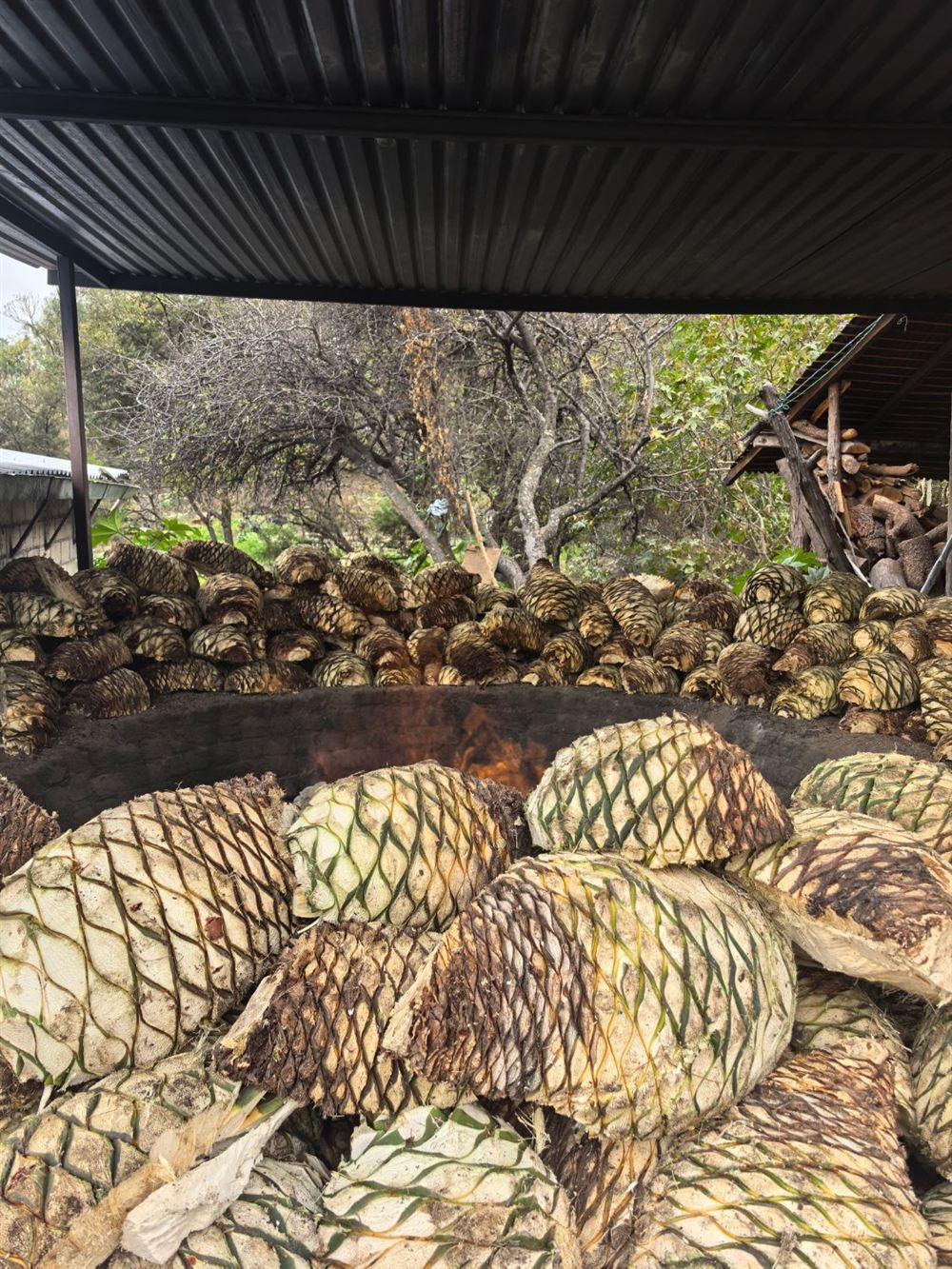 Horno de tierra encendido rodeado de piñas de agave espadín